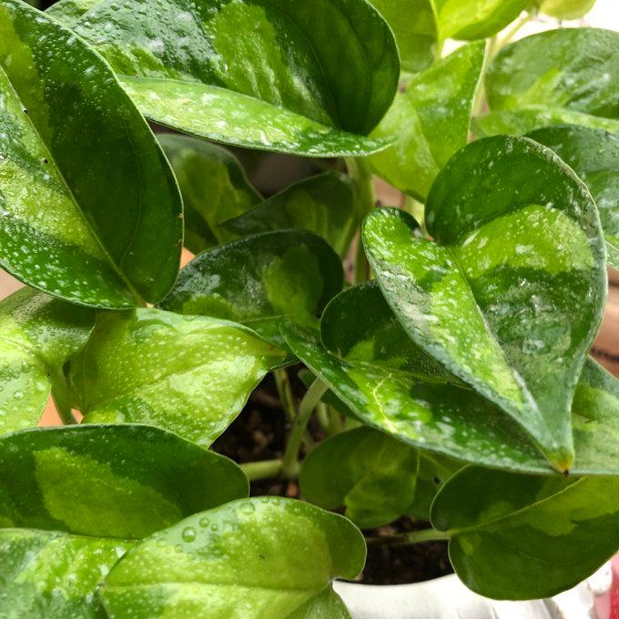 観葉植物　おしゃれ　ポトス　グローバルグリーン　天使の羽に包まれた陶器鉢　4号 |  | 03