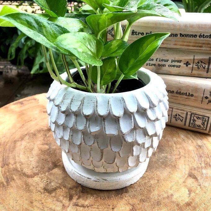 観葉植物　おしゃれ　ポトス　グローバルグリーン　天使の羽に包まれた陶器鉢　4号 |  | 04