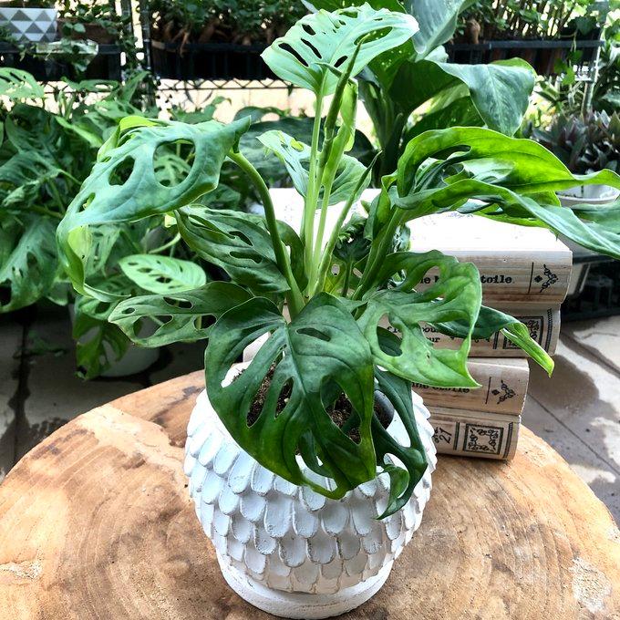 観葉植物　おしゃれ　マドカズラ　天使の羽に包まれた陶器鉢　受け皿付き　4号 |  | 01