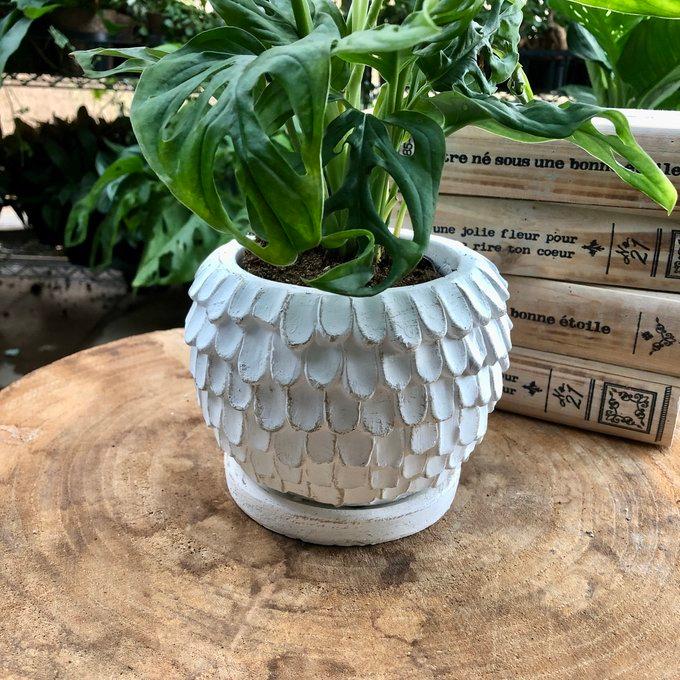 観葉植物　おしゃれ　マドカズラ　天使の羽に包まれた陶器鉢　受け皿付き　4号 |  | 03