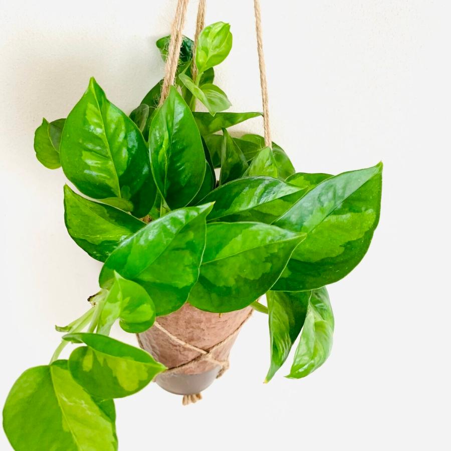 おしゃれ　観葉植物　吊り下げ　ポトス　グローバルグリーン  木の香りがする鉢　4号　受け皿付き　 |  | 01