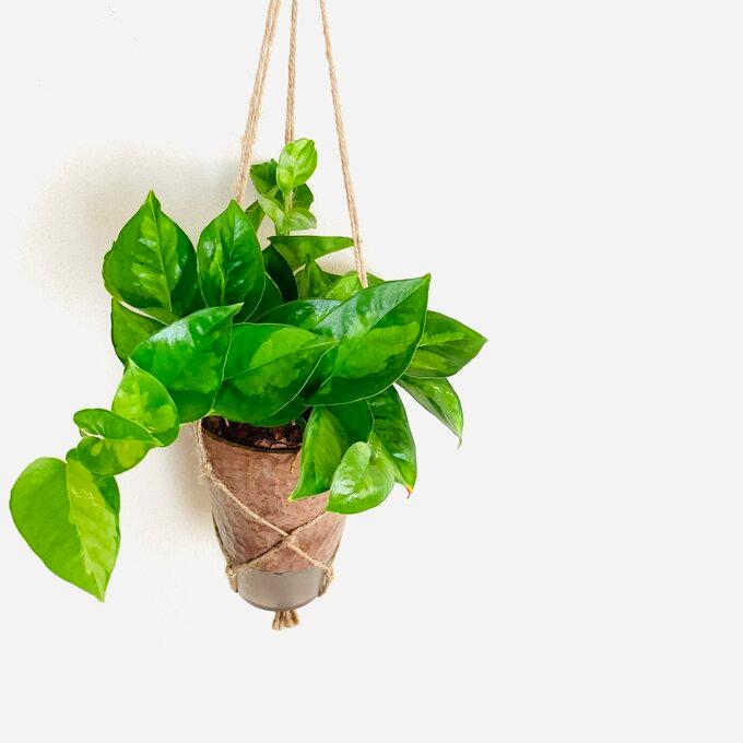 おしゃれ　観葉植物　吊り下げ　ポトス　グローバルグリーン  木の香りがする鉢　4号　受け皿付き　 |  | 02