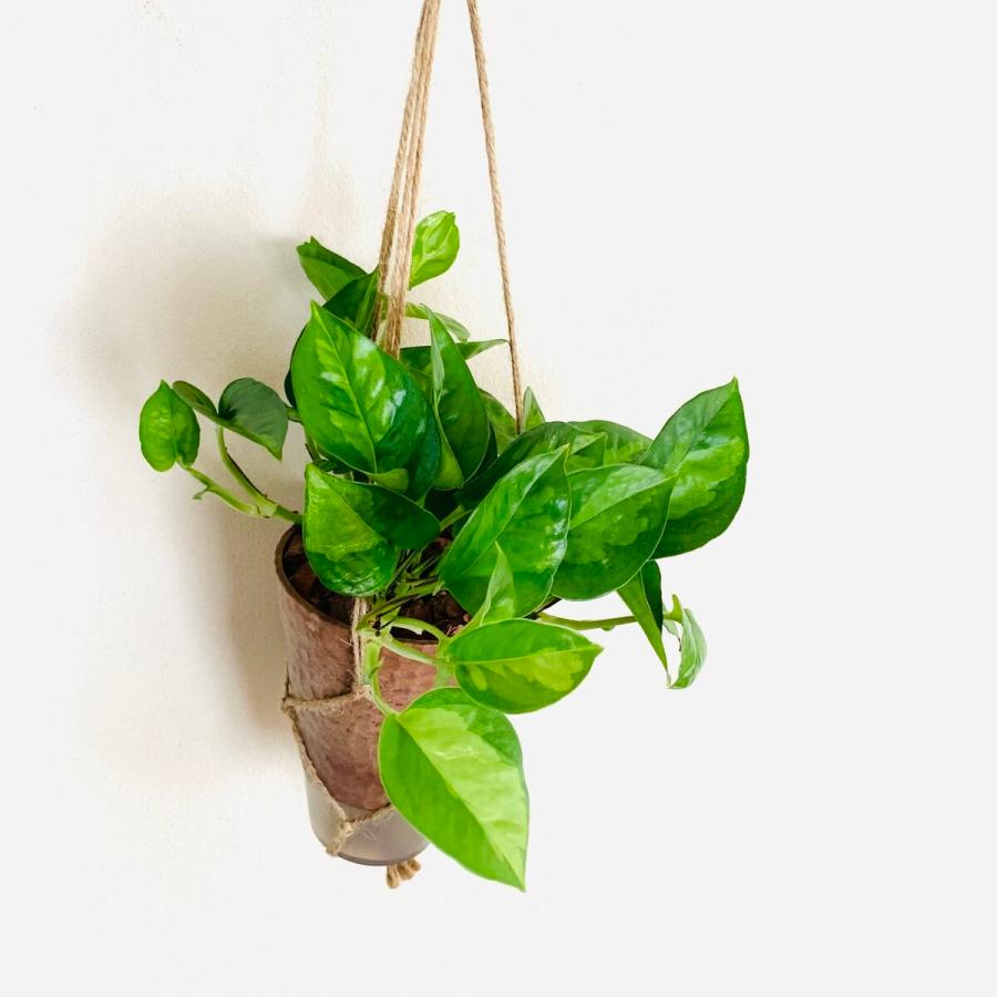おしゃれ　観葉植物　吊り下げ　ポトス　グローバルグリーン  木の香りがする鉢　4号　受け皿付き　 |  | 03
