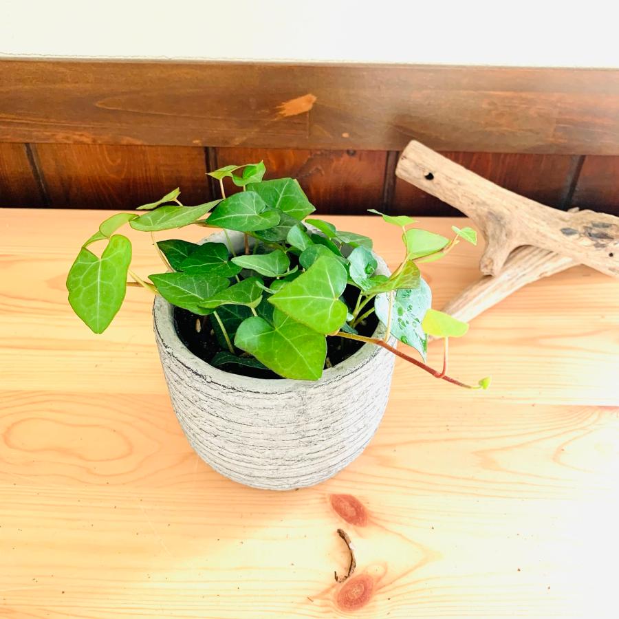 観葉植物　おしゃれ   ハートアイビー　3号　グレー陶器鉢　インテリア | 