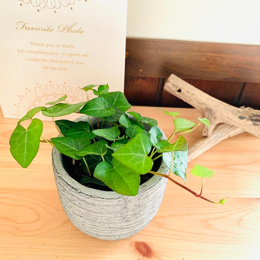 観葉植物　おしゃれ   ハートアイビー　3号　グレー陶器鉢　インテリア |  | 01