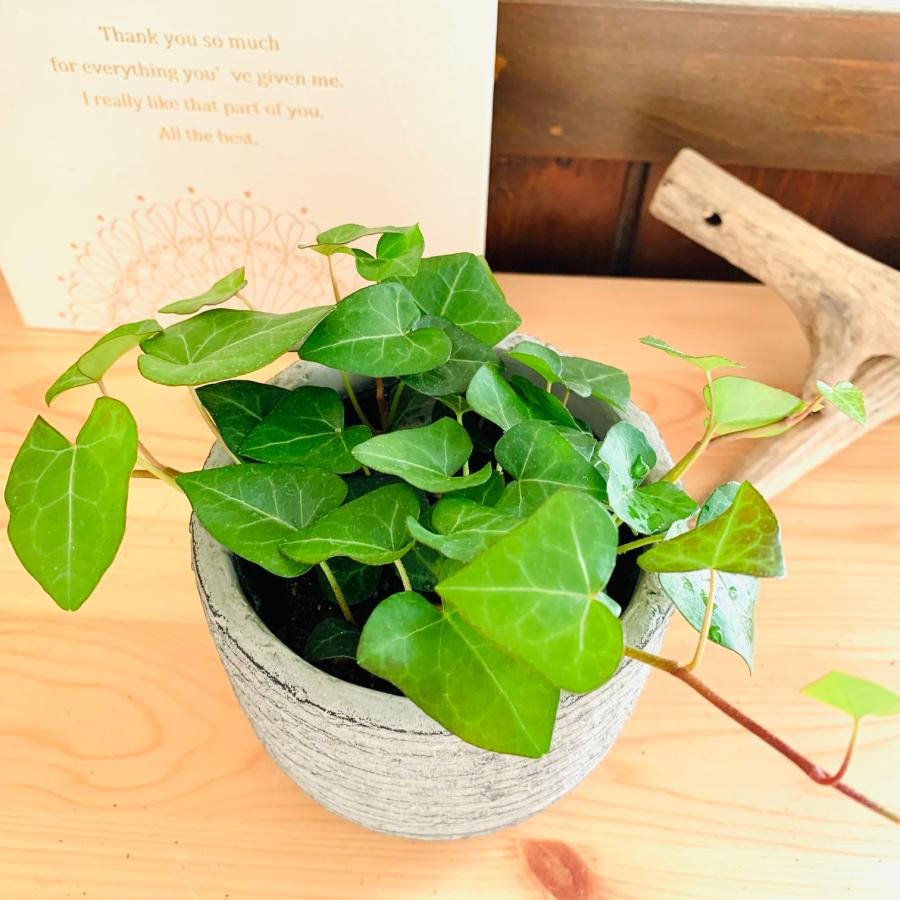 観葉植物　おしゃれ   ハートアイビー　3号　グレー陶器鉢　インテリア |  | 02