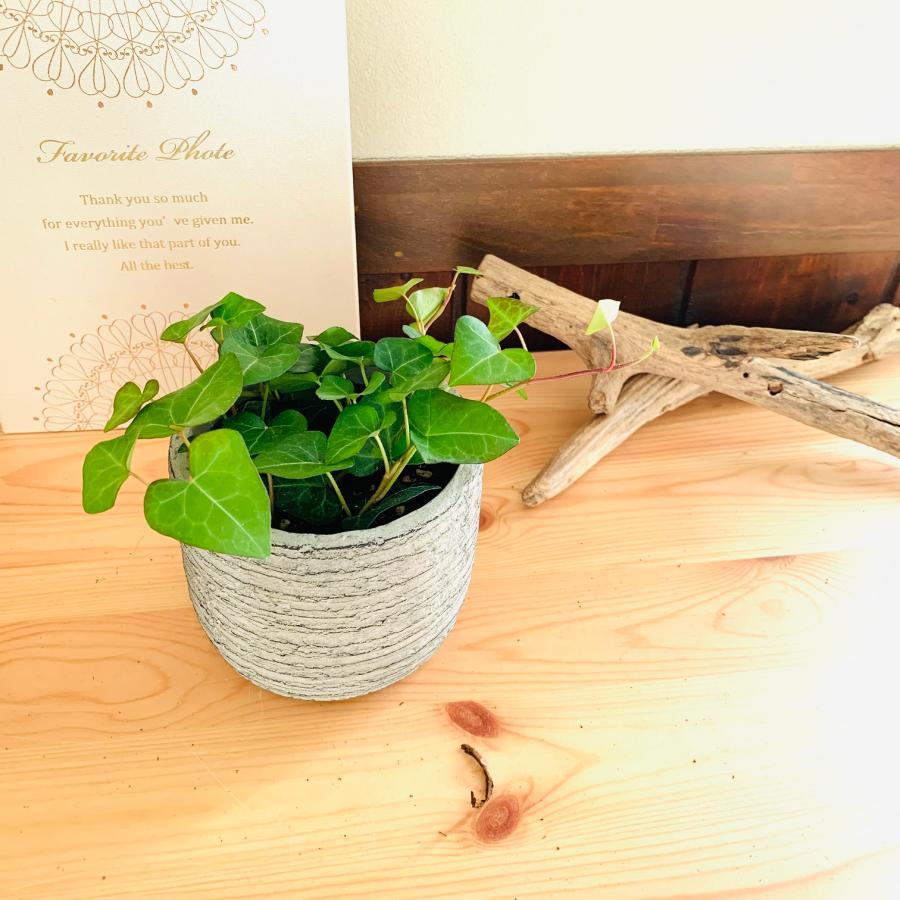 観葉植物　おしゃれ   ハートアイビー　3号　グレー陶器鉢　インテリア |  | 03