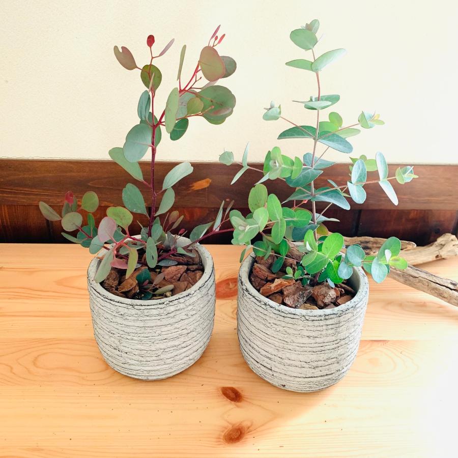 ユーカリポポラス 鉢 セット