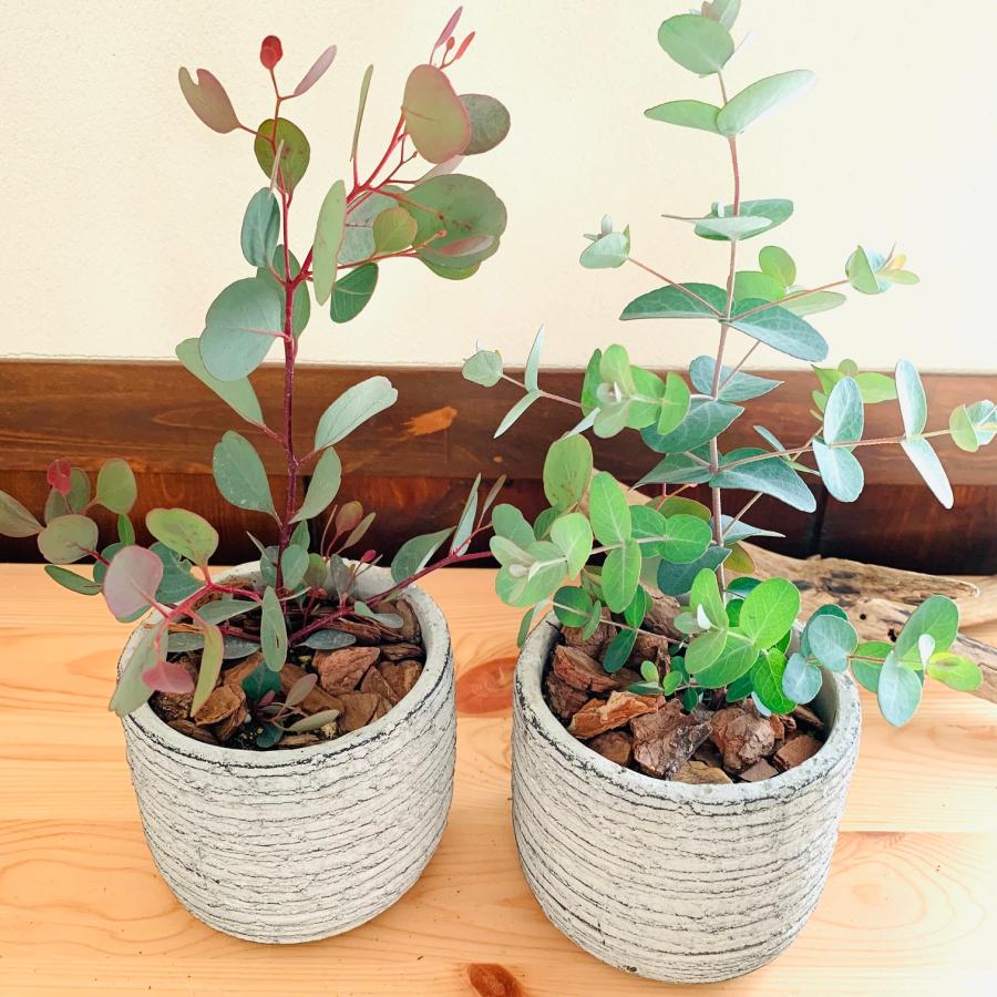 観葉植物　おしゃれ 　ユーカリ　グニー　ポポラス　2種セット　3号　グレー陶器鉢　インテリア |  | 01