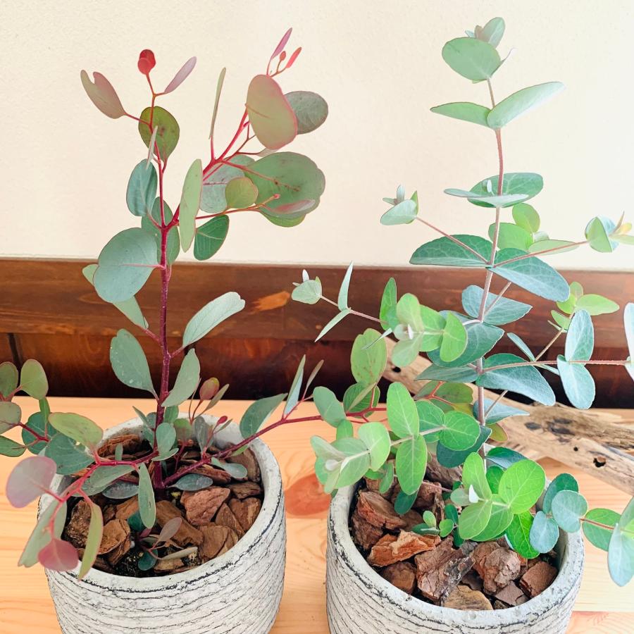 観葉植物　おしゃれ 　ユーカリ　グニー　ポポラス　2種セット　3号　グレー陶器鉢　インテリア |  | 02