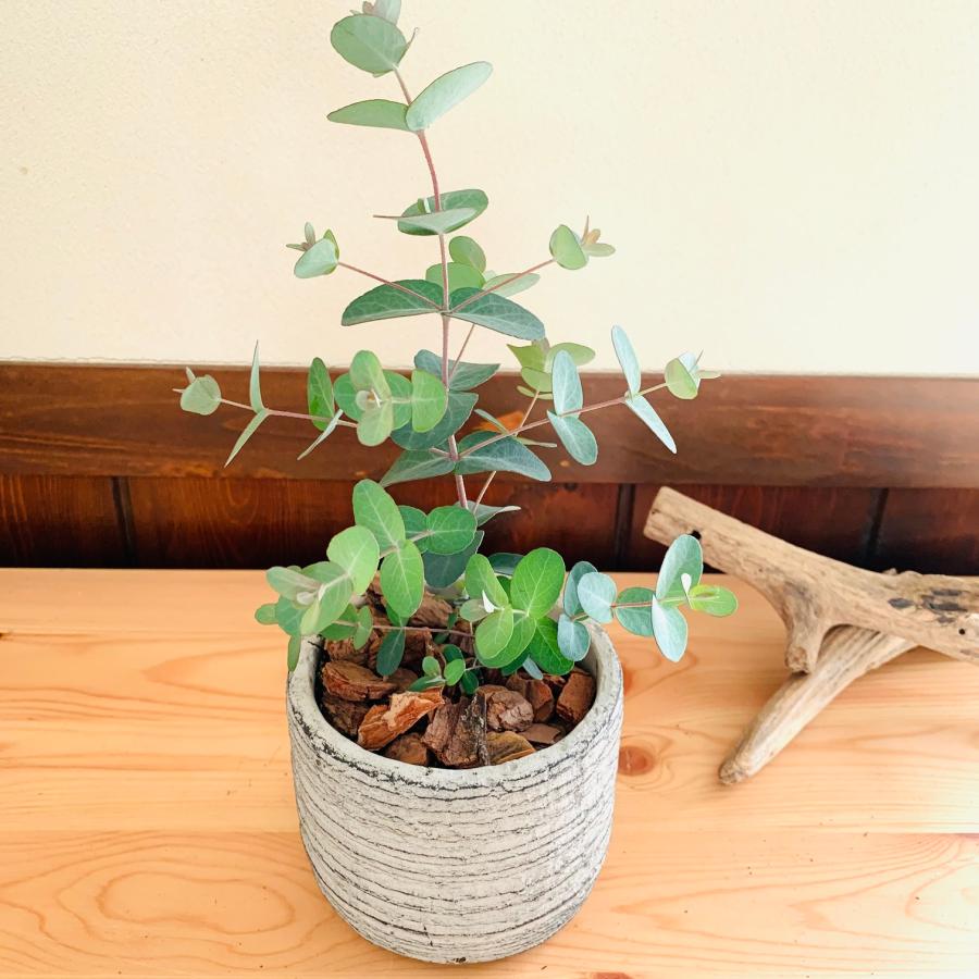 観葉植物　おしゃれ 　ユーカリ　グニー　ポポラス　2種セット　3号　グレー陶器鉢　インテリア |  | 03