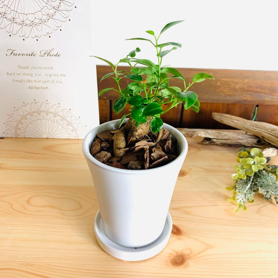 幸せのガジュマル　3号　陶器鉢　3号　受け皿付き　オメガ型　インテリア　引っ越し | 