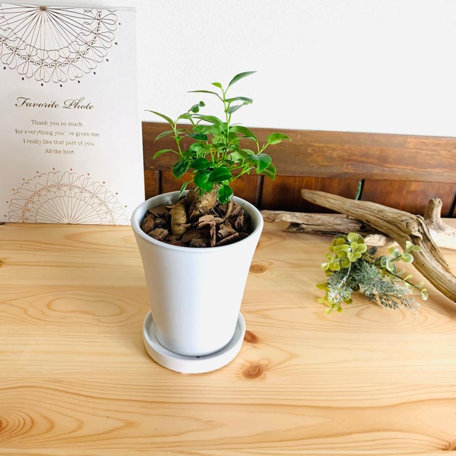 幸せのガジュマル　3号　陶器鉢　3号　受け皿付き　オメガ型　インテリア　引っ越し |  | 01