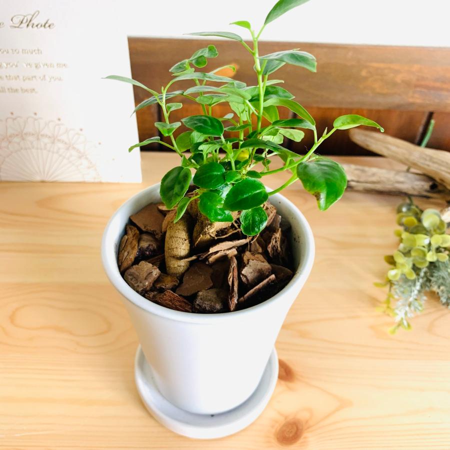 幸せのガジュマル　3号　陶器鉢　3号　受け皿付き　オメガ型　インテリア　引っ越し |  | 02