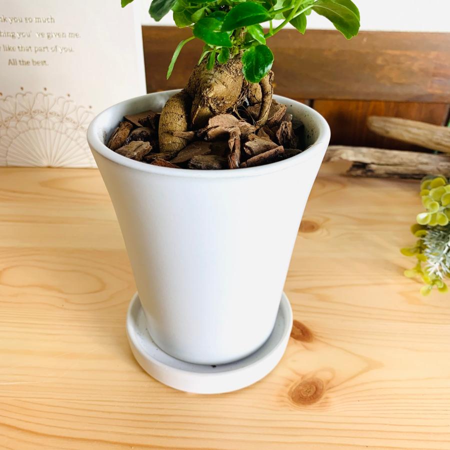 幸せのガジュマル　3号　陶器鉢　3号　受け皿付き　オメガ型　インテリア　引っ越し |  | 03