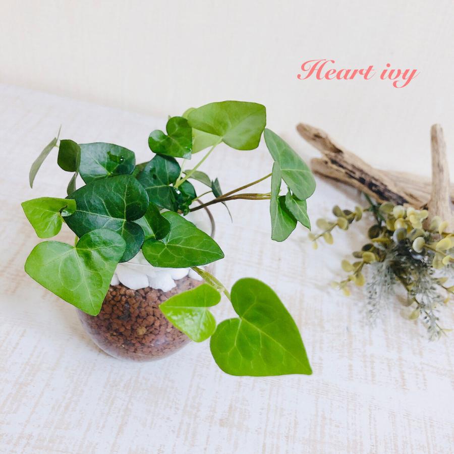 激安格安割引情報満載 ハートアイビー ラウンドグラス ハイドロカルチャー ヘデラ 観葉植物 インテリア 引っ越し祝い 開店祝い ギフト