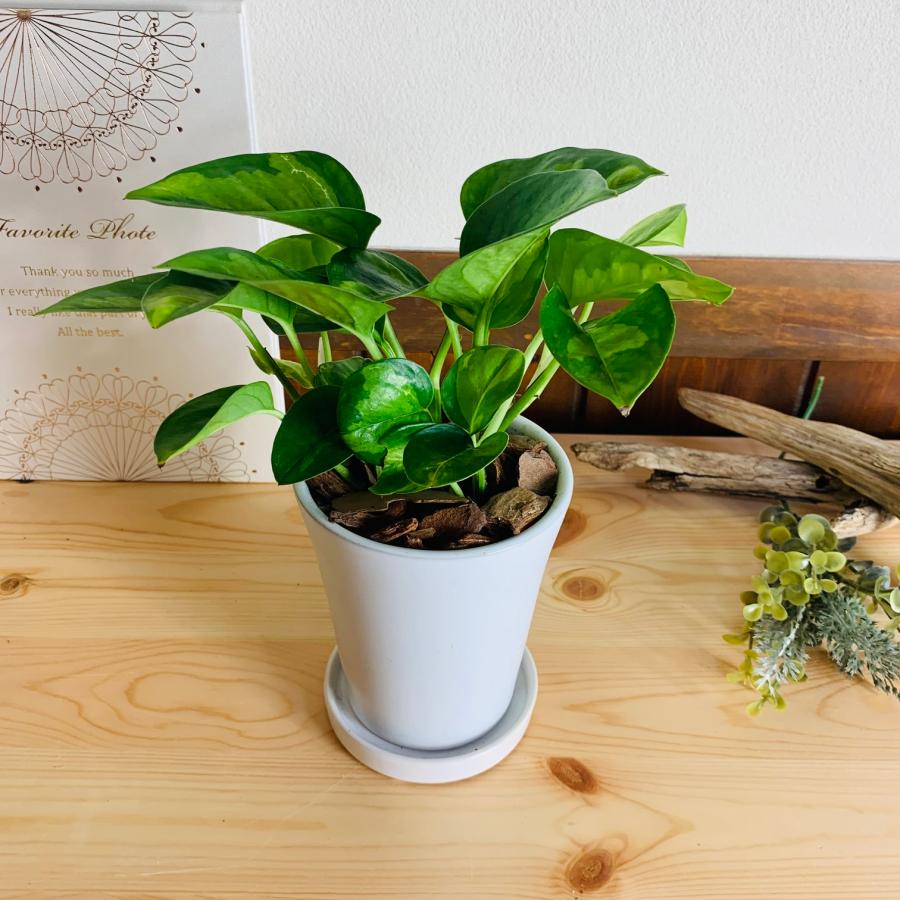 観葉植物　おしゃれ　ポトス　グローバルグリーン　3.5号　陶器鉢鉢　受け皿付き　ホワイト　オメガ型　観葉植物　インテリア　引っ越し祝い | 