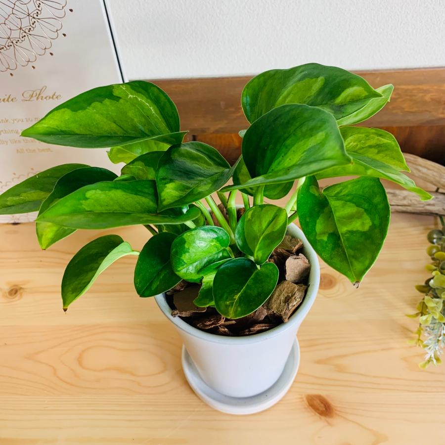 観葉植物　おしゃれ　ポトス　グローバルグリーン　3.5号　陶器鉢鉢　受け皿付き　ホワイト　オメガ型　観葉植物　インテリア　引っ越し祝い |  | 01