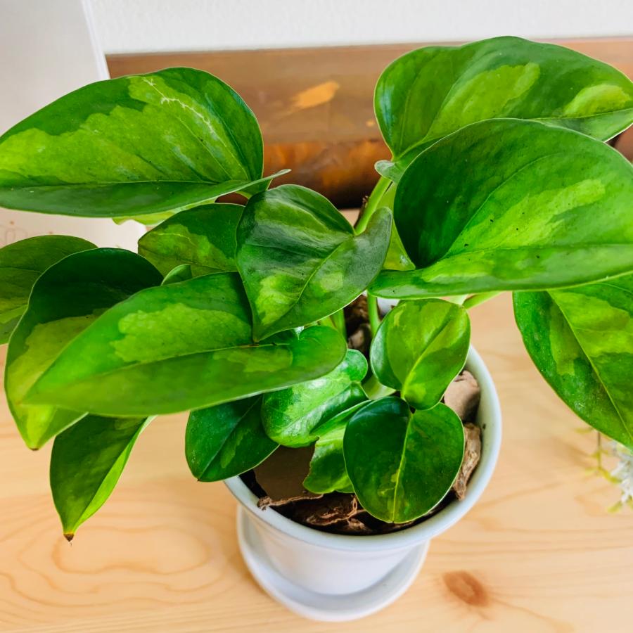 観葉植物　おしゃれ　ポトス　グローバルグリーン　3.5号　陶器鉢鉢　受け皿付き　ホワイト　オメガ型　観葉植物　インテリア　引っ越し祝い |  | 02