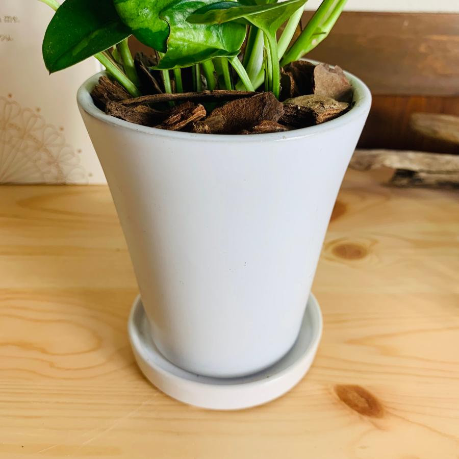 観葉植物　おしゃれ　ポトス　グローバルグリーン　3.5号　陶器鉢鉢　受け皿付き　ホワイト　オメガ型　観葉植物　インテリア　引っ越し祝い |  | 03