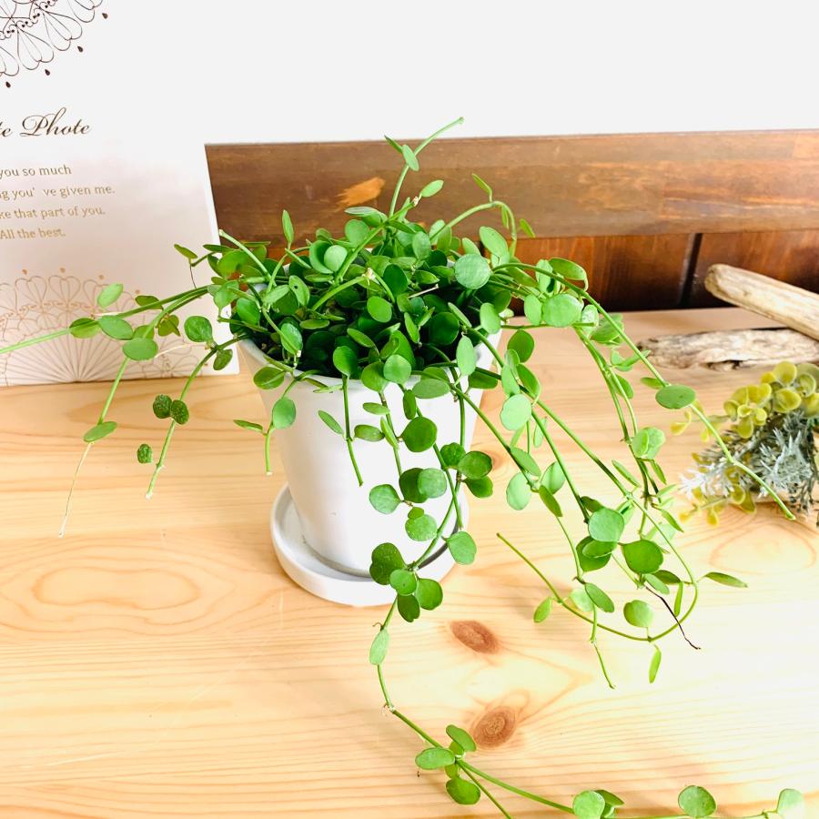 観葉植物　おしゃれ  ディスキディア　ハートジュエリー　オメガ型陶器鉢　3.5号　多肉植物 |  | 01