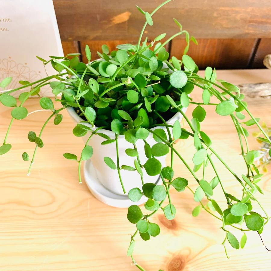 観葉植物 おしゃれ ディスキディア ハートジュエリー オメガ型陶器鉢
