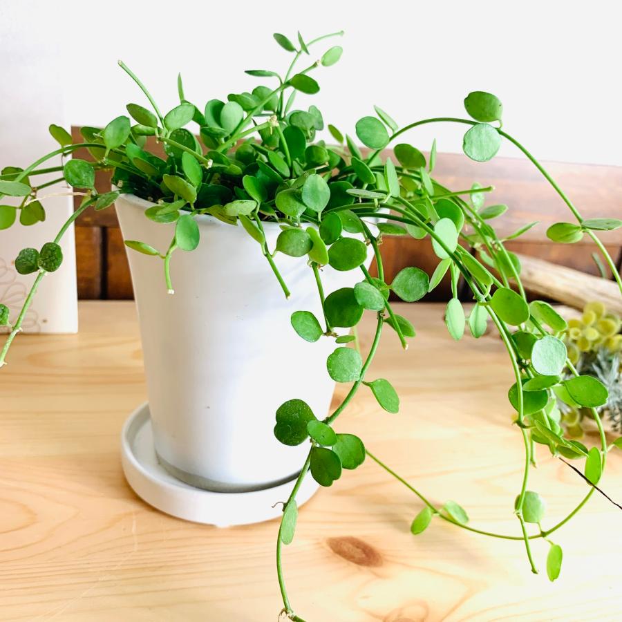 観葉植物 おしゃれ ディスキディア ハートジュエリー オメガ型陶器鉢