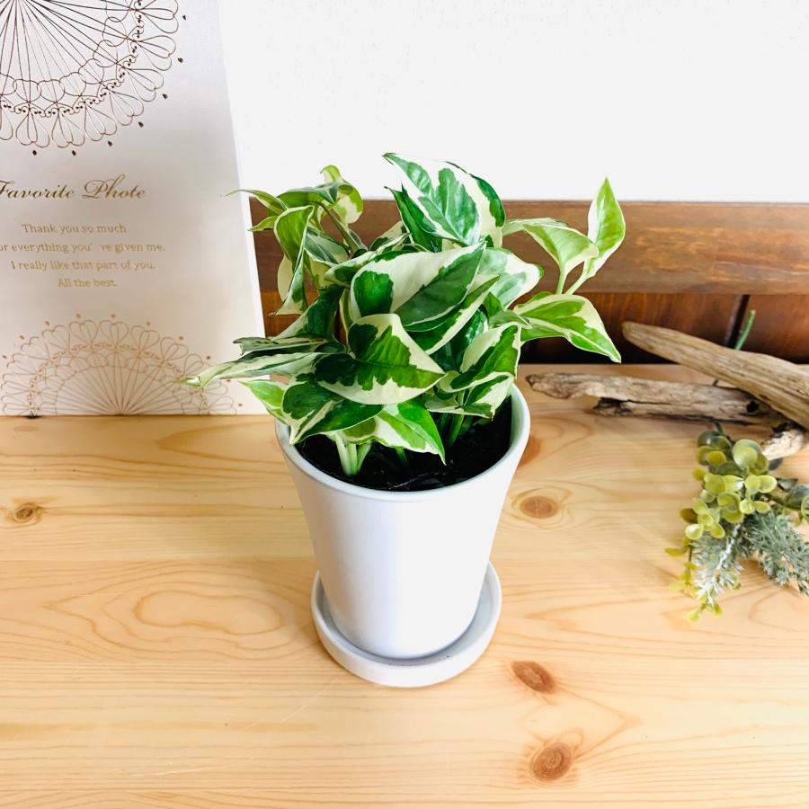 観葉植物　おしゃれ　ポトス　エンジョイ　3.5号　陶器鉢鉢　受け皿付き　ホワイト　オメガ型　観葉植物　インテリア　引っ越し祝い | 