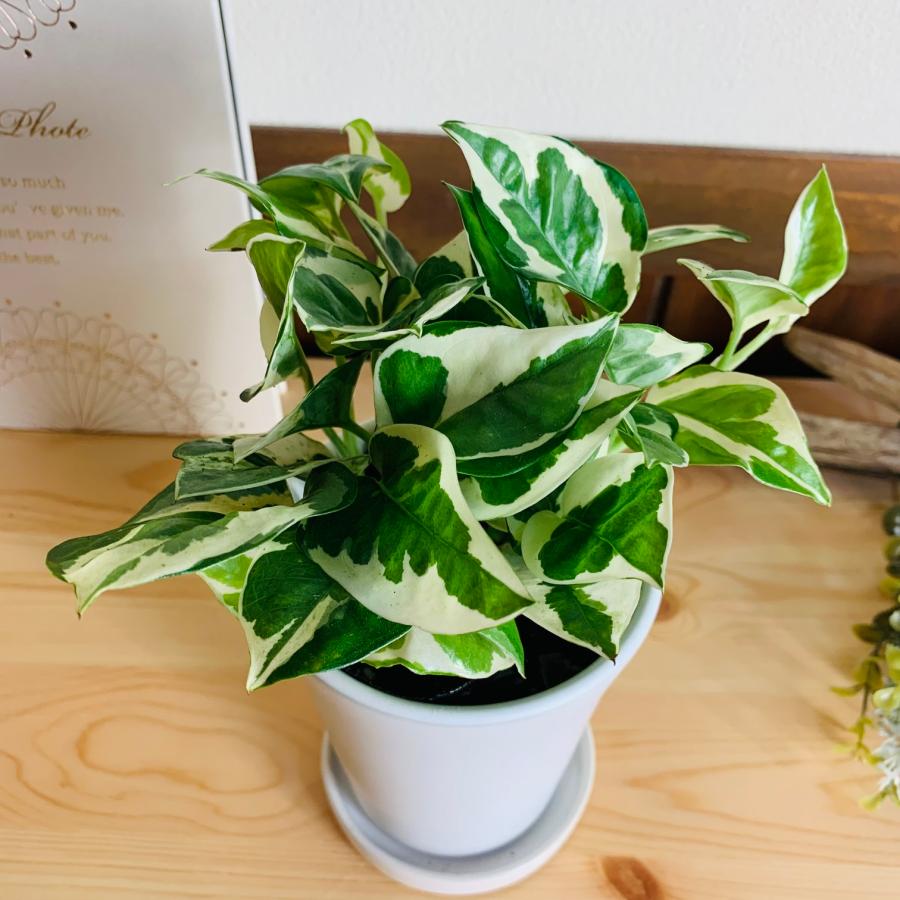 観葉植物　おしゃれ　ポトス　エンジョイ　3.5号　陶器鉢鉢　受け皿付き　ホワイト　オメガ型　観葉植物　インテリア　引っ越し祝い |  | 01