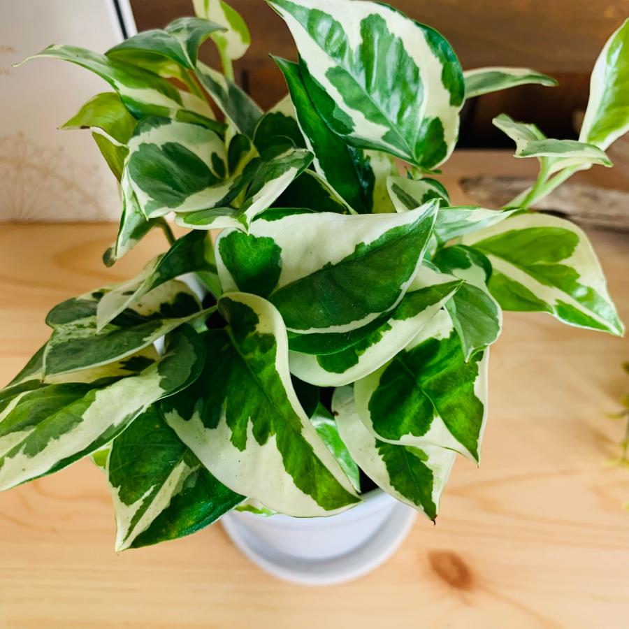 観葉植物　おしゃれ　ポトス　エンジョイ　3.5号　陶器鉢鉢　受け皿付き　ホワイト　オメガ型　観葉植物　インテリア　引っ越し祝い |  | 02