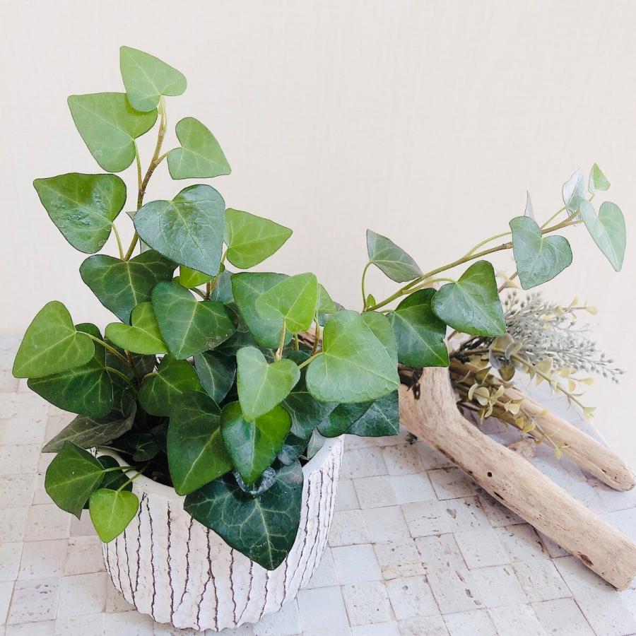 最高級 アイビー ハート ハートアイビー 3号 アンティーク鉢 ヘデラ 観葉植物 インテリア 引っ越し祝い 開店祝い 結婚祝い Aynaelda Com