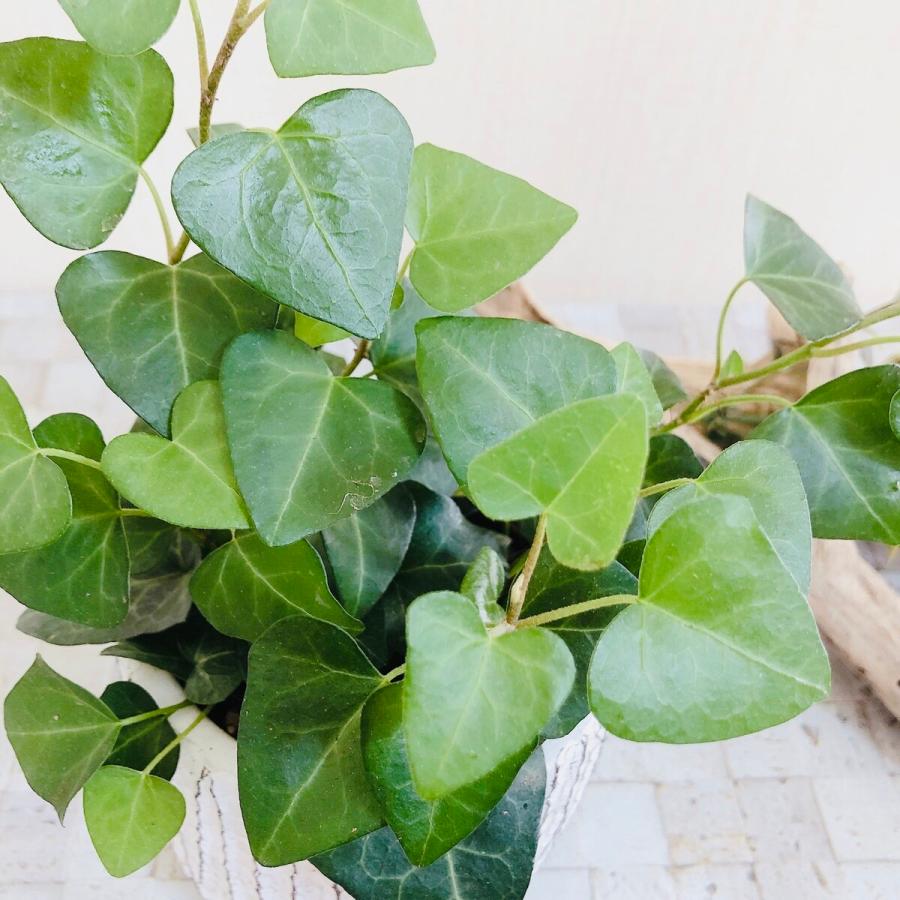 最高級 アイビー ハート ハートアイビー 3号 アンティーク鉢 ヘデラ 観葉植物 インテリア 引っ越し祝い 開店祝い 結婚祝い Aynaelda Com