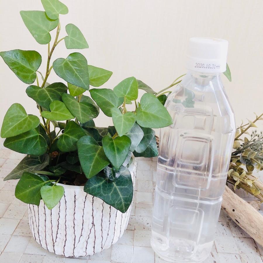 アイビー ハート ハートアイビー 3号 アンティーク鉢 ヘデラ 観葉植物 インテリア 引っ越し祝い 開店祝い 結婚祝い 4 Lovely Pocket 通販 Yahoo ショッピング