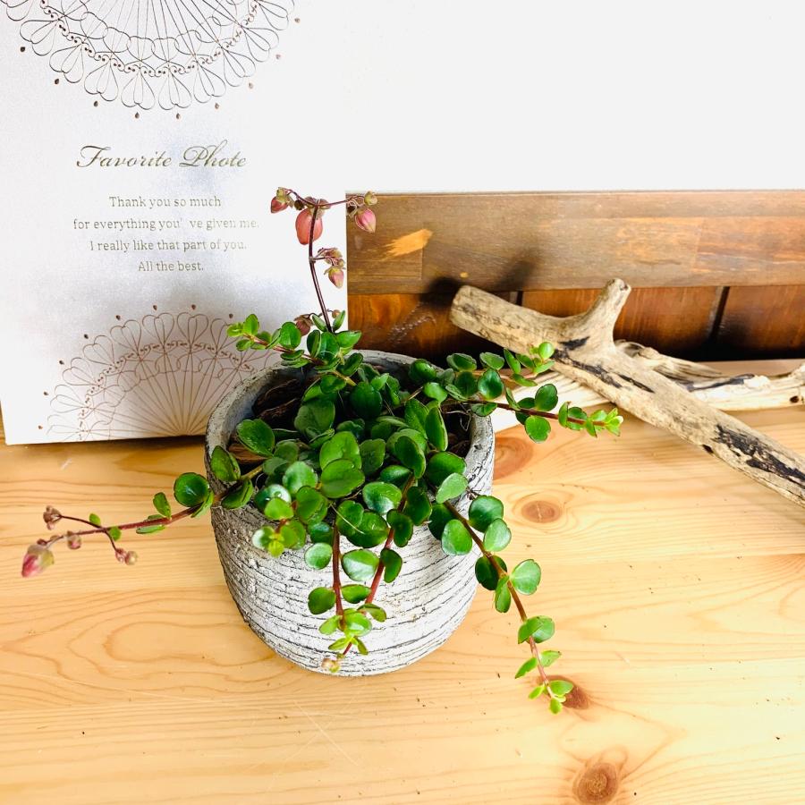 カランコエ　フィフィ　3号　グレー鉢　　観葉植物　インテリア　多肉植物　引っ越し　 | 