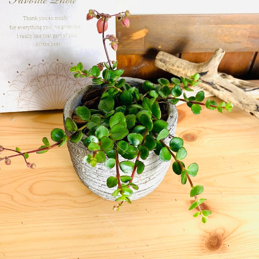 カランコエ　フィフィ　3号　グレー鉢　　観葉植物　インテリア　多肉植物　引っ越し　 |  | 01