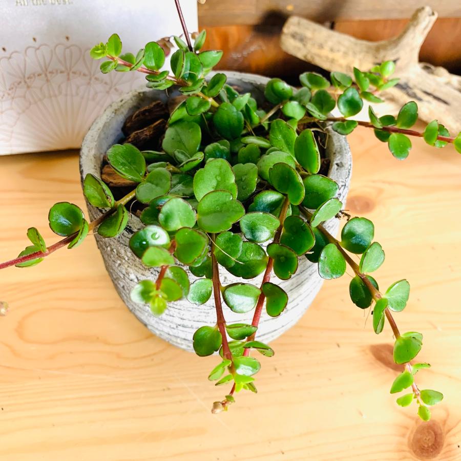 カランコエ　フィフィ　3号　グレー鉢　　観葉植物　インテリア　多肉植物　引っ越し　 |  | 02
