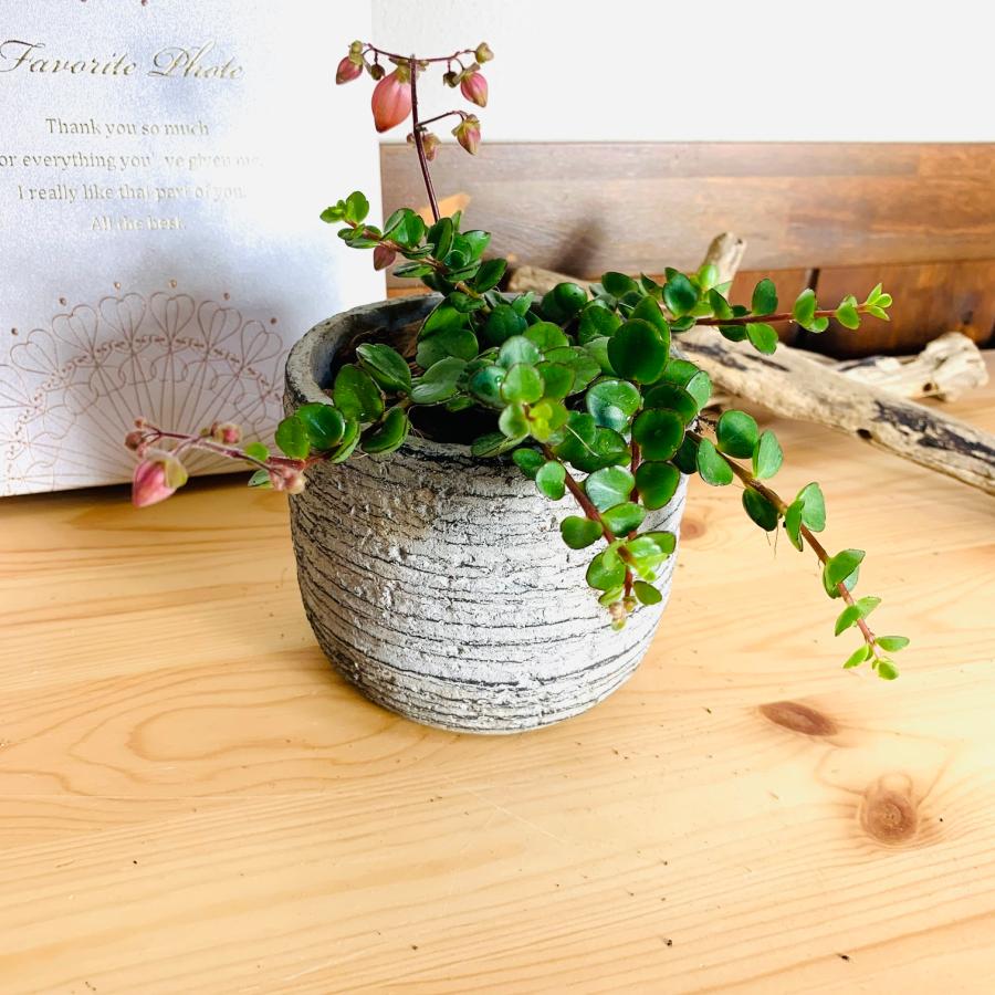 カランコエ　フィフィ　3号　グレー鉢　　観葉植物　インテリア　多肉植物　引っ越し　 |  | 03