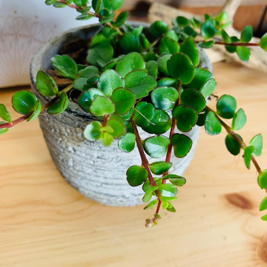 カランコエ　フィフィ　3号　グレー鉢　　観葉植物　インテリア　多肉植物　引っ越し　 |  | 04