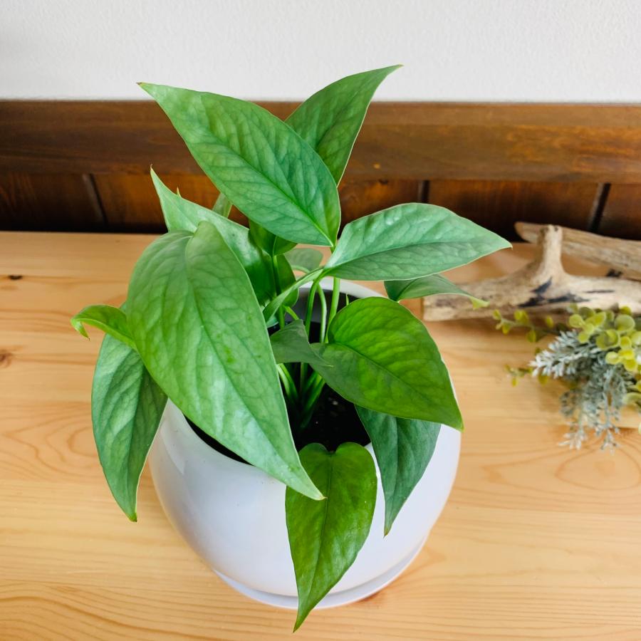 観葉植物　おしゃれ　ポトス　ピナツム　セブブルー 　4号鉢　たまご陶器鉢　受け皿付き |  | 01