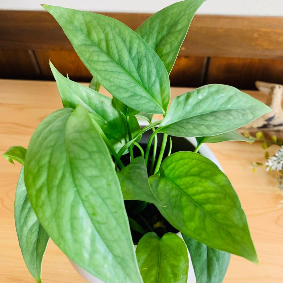 観葉植物　おしゃれ　ポトス　ピナツム　セブブルー 　4号鉢　たまご陶器鉢　受け皿付き |  | 02