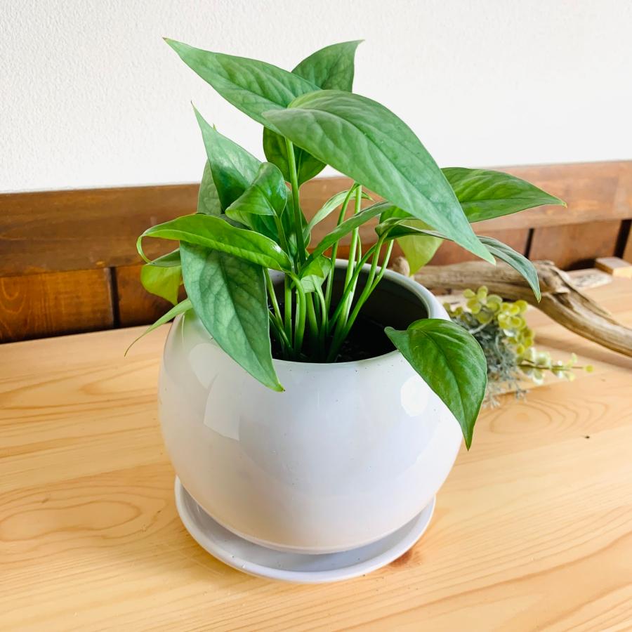 観葉植物　おしゃれ　ポトス　ピナツム　セブブルー 　4号鉢　たまご陶器鉢　受け皿付き |  | 03