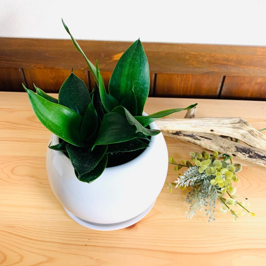 観葉植物　サンスベリア　ハニーグリーン　4号　たまご鉢　陶器鉢　受け皿付き　多肉植物 | 