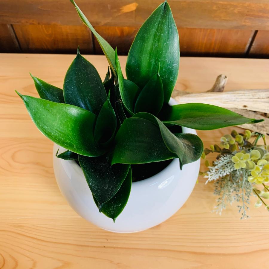 観葉植物　サンスベリア　ハニーグリーン　4号　たまご鉢　陶器鉢　受け皿付き　多肉植物 |  | 01