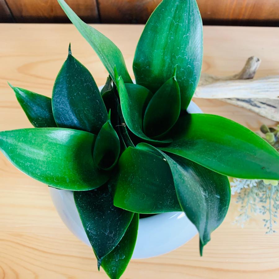 観葉植物　サンスベリア　ハニーグリーン　4号　たまご鉢　陶器鉢　受け皿付き　多肉植物 |  | 02