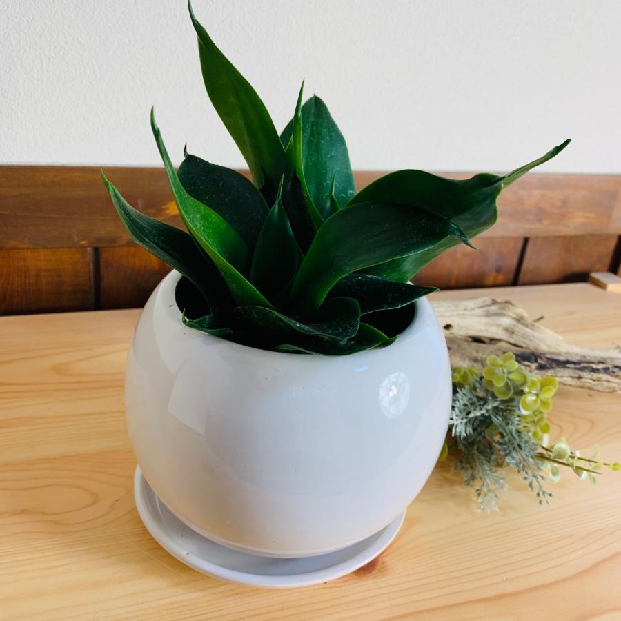 観葉植物　サンスベリア　ハニーグリーン　4号　たまご鉢　陶器鉢　受け皿付き　多肉植物 |  | 03