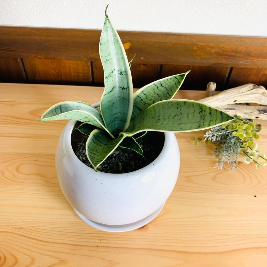 観葉植物　サンスベリア　ハニーシルバー　4号　たまご鉢　陶器鉢　受け皿付き　多肉植物 | 