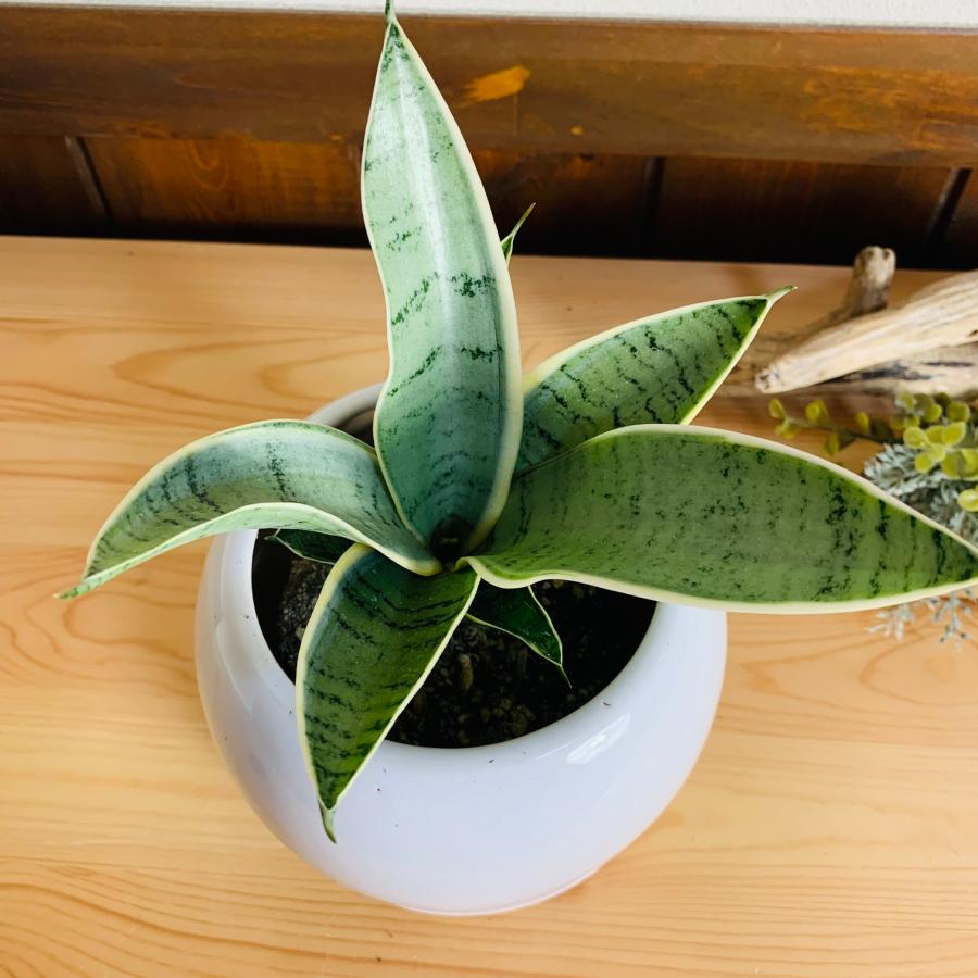 観葉植物　サンスベリア　ハニーシルバー　4号　たまご鉢　陶器鉢　受け皿付き　多肉植物 |  | 01