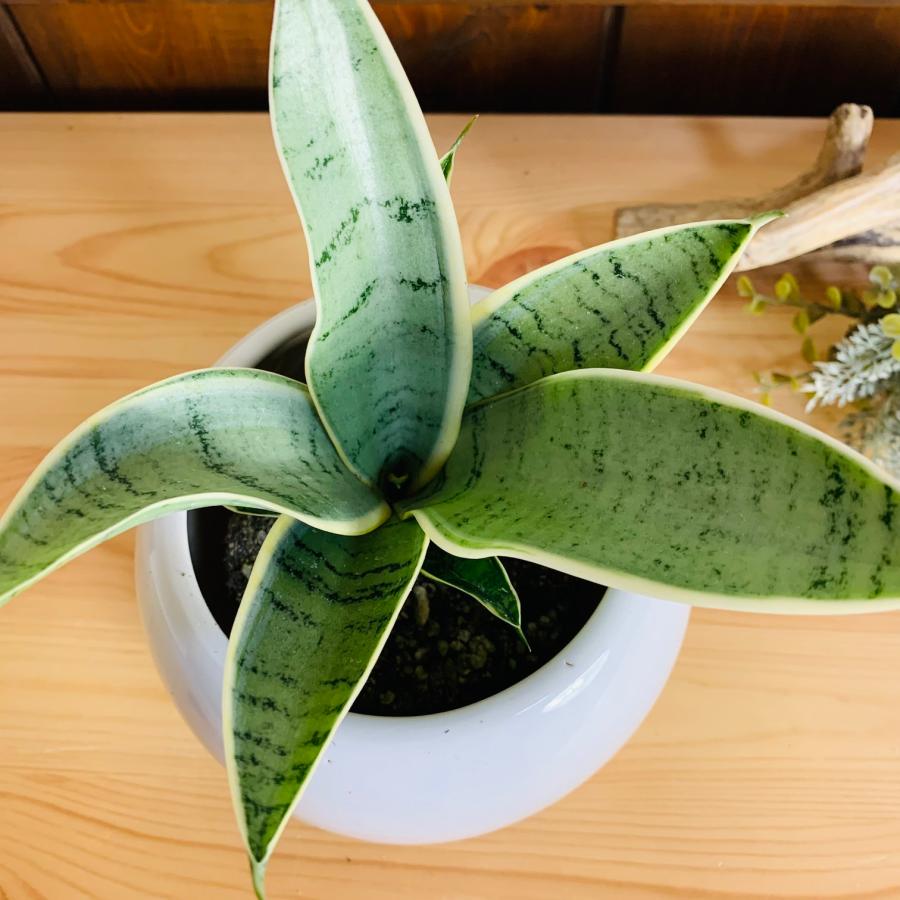 観葉植物　サンスベリア　ハニーシルバー　4号　たまご鉢　陶器鉢　受け皿付き　多肉植物 |  | 02
