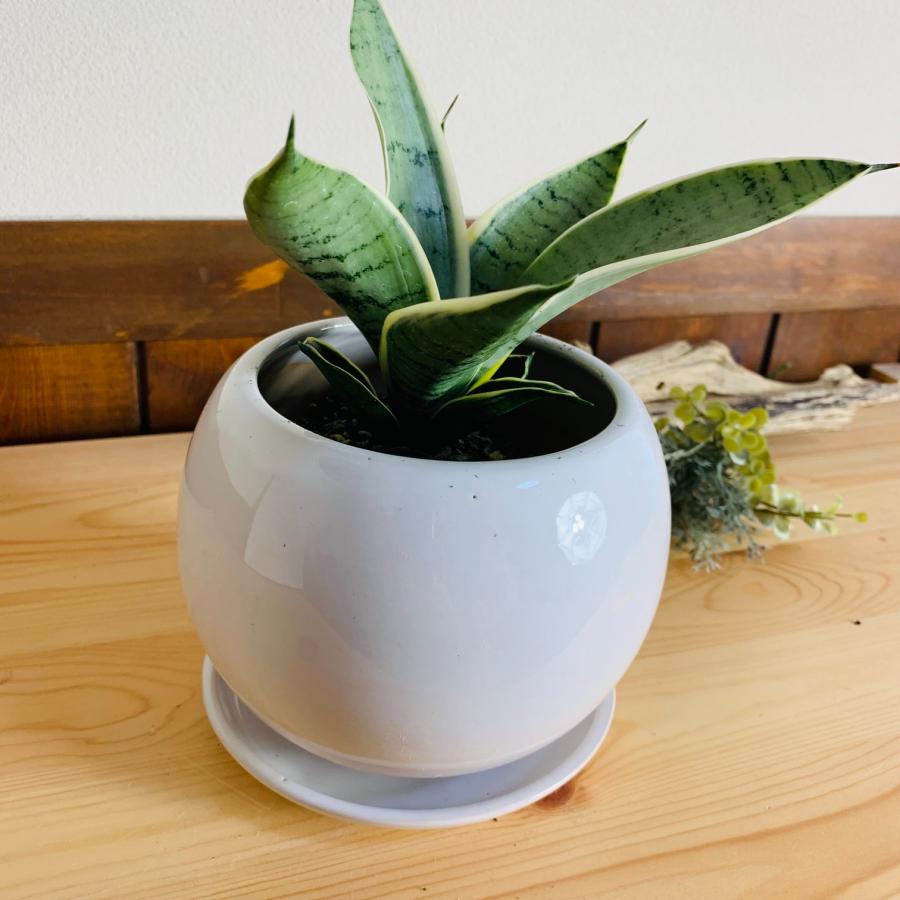 観葉植物　サンスベリア　ハニーシルバー　4号　たまご鉢　陶器鉢　受け皿付き　多肉植物 |  | 03