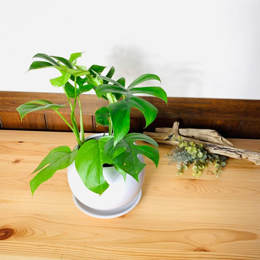 観葉植物　おしゃれ　モンステラ 　4号鉢　たまご陶器鉢　受け皿付き　インテリア　室内　ギフト | 